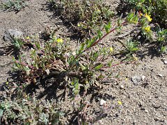 camissonia hirtella